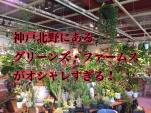 神戸北野のグリーンズ・ファームスがオシャレすぎる!【カフェも併設でデートに最適】